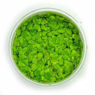 Spirodela Polyrrhiza - Plante aquatique flottante Spirodela Polyrrhiza - Plante aquatique flottante