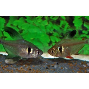 Megalamphodus Megalopterus Megalamphodus Megalopterus