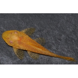 Ancistrus Gold  Ancistrus Gold