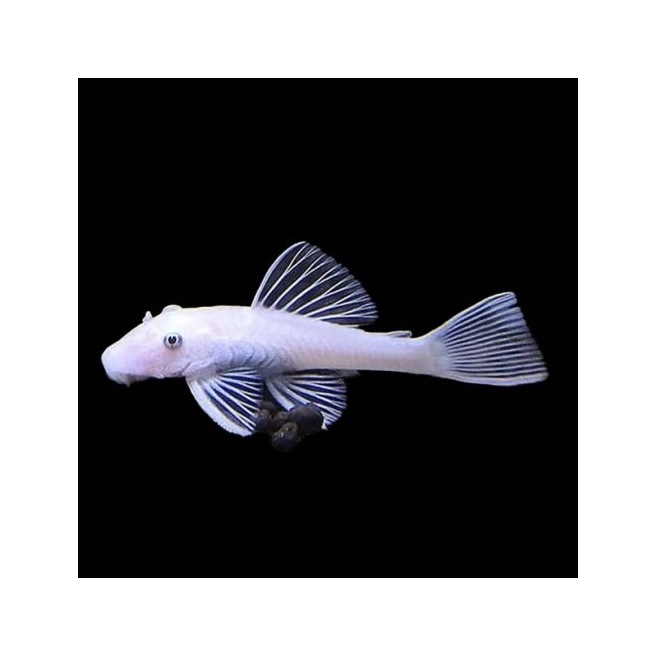Ancistrus Sp Snow White