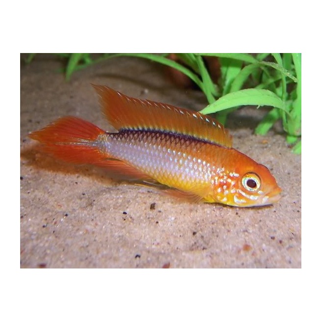 Apisto Agassizi Fire Red