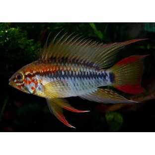 Apisto Mac Masteri