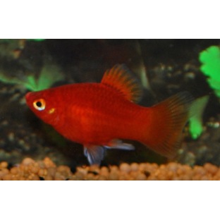 Platy Corail rouge Platy Corail rouge