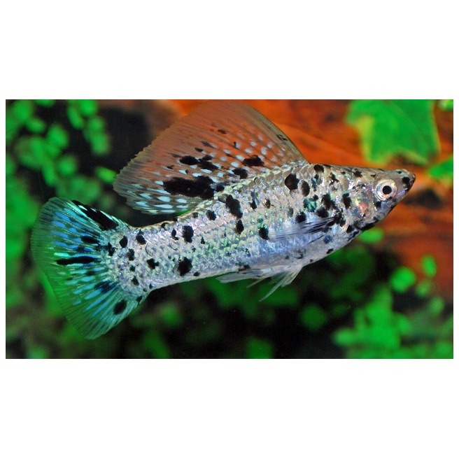 Molly Lyre Dalmatien