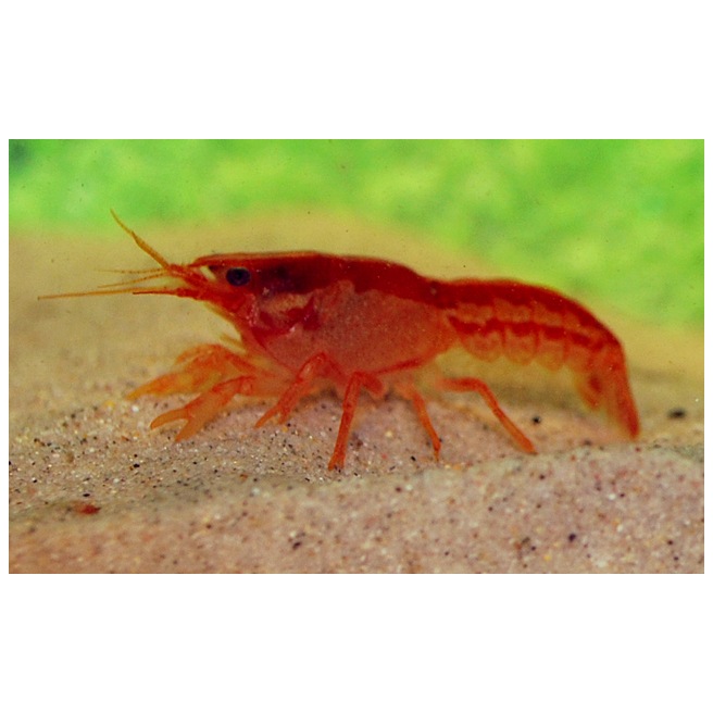 Cambarellus Patzcuarensis Orange