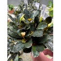 Bucephalandra Theia