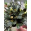 Bucephalandra Theia