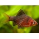 Barbus Nigrofasciatus