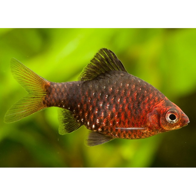 Barbus Nigrofasciatus