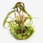 Cryptocoryne Nurii