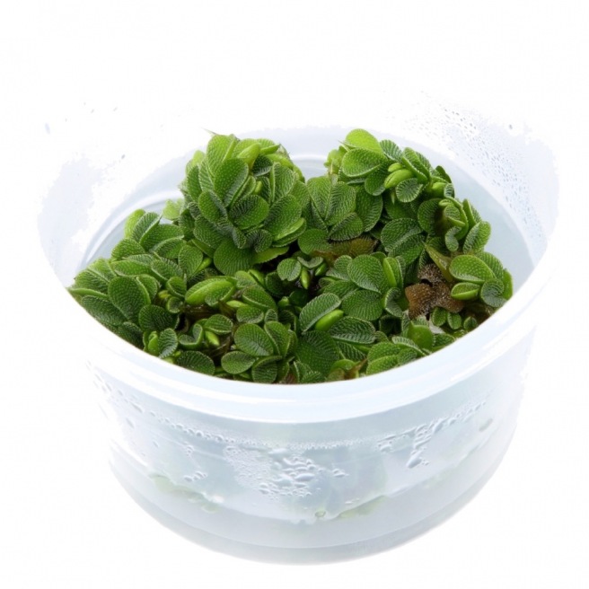 Salvinia Minima