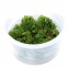 Salvinia Minima