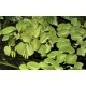 Salvinia Minima