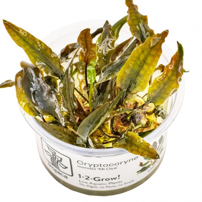 Cryptocoryne Wendtii Mi Oya