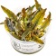 Cryptocoryne Wendtii Mi Oya