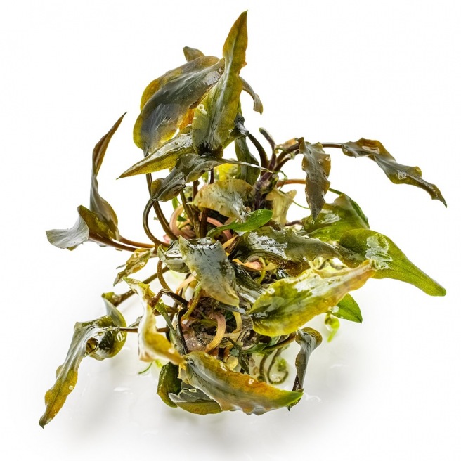 Cryptocoryne Wendtii Mi Oya