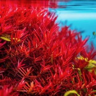 Rotala rotundifolia 'Blood Red' Rotala rotundifolia 'Blood Red'