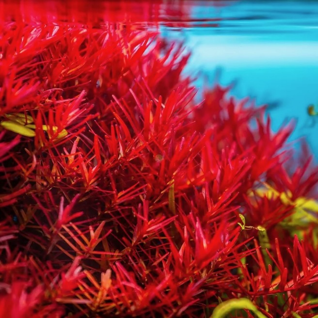 Rotala rotundifolia 'Blood Red'