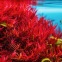 Rotala rotundifolia 'Blood Red'