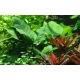 Anubia Calidiifolia
