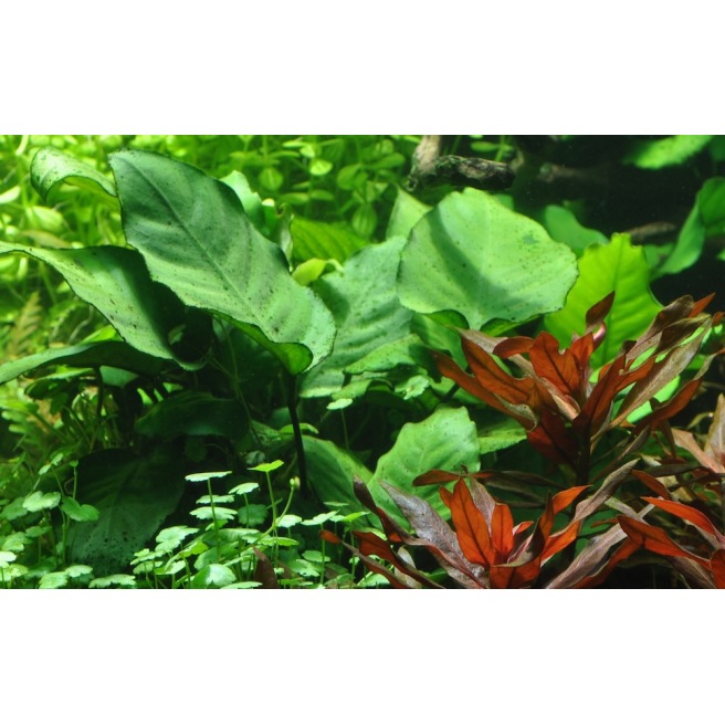 Anubia Calidiifolia