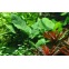 Anubia Calidiifolia