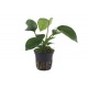 Anubia Calidiifolia