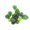 Anubia Barteri Coin Leaf
