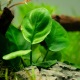 Anubia Barteri Coin Leaf