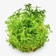 Rotala Rotundifolia Green
