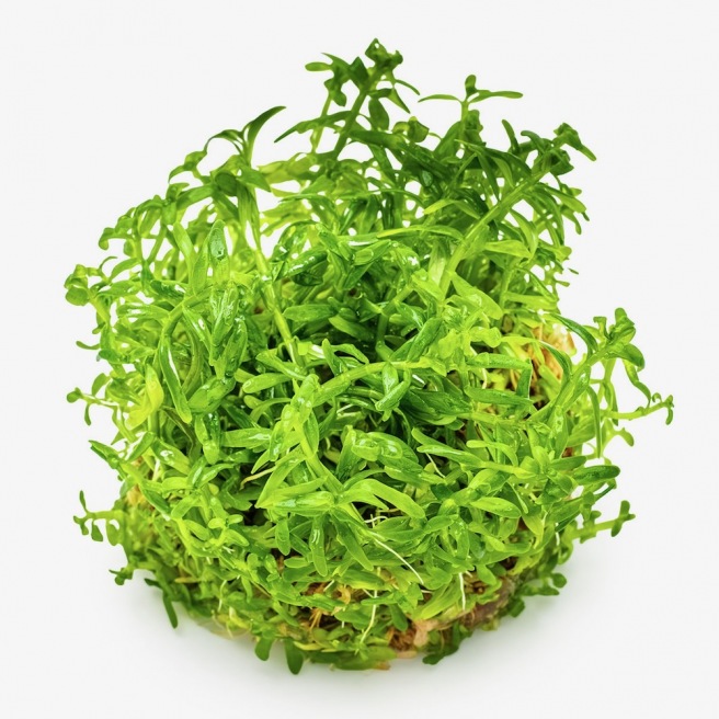 Rotala Rotundifolia Green