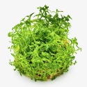 Rotala Rotundifolia Green