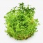 Rotala Rotundifolia Green