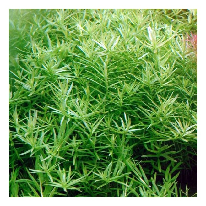 Rotala Rotundifolia Green