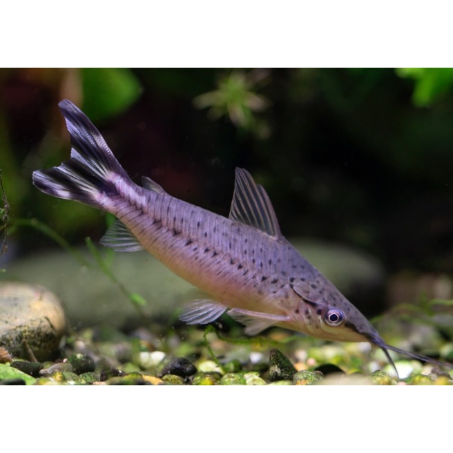Dianema Urostriata