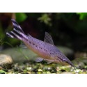 Dianema Urostriata
