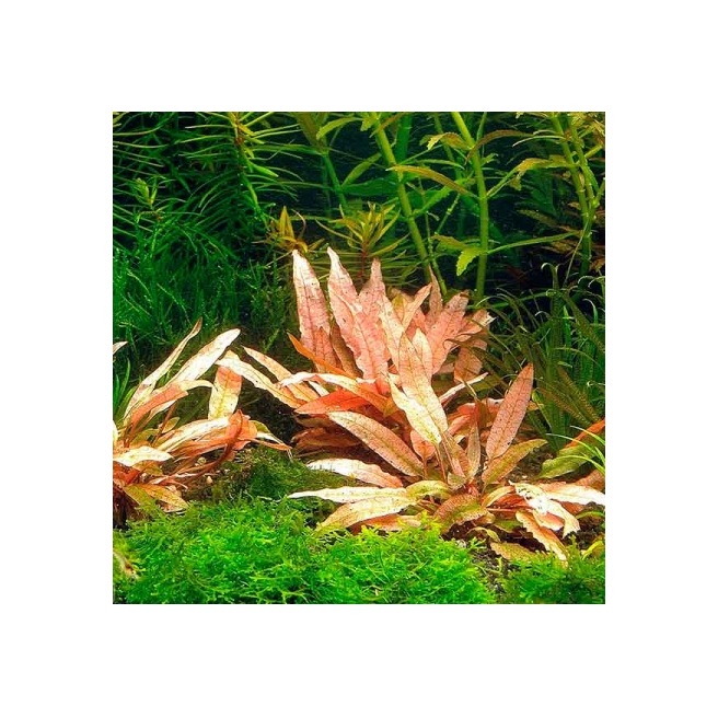 Cryptocoryne Wendtii Flamingo