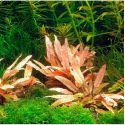 Cryptocoryne Wendtii Flamingo