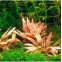 Cryptocoryne Wendtii Flamingo