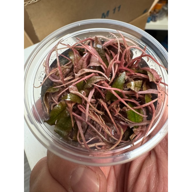 Cryptocoryne Wendtii Flamingo
