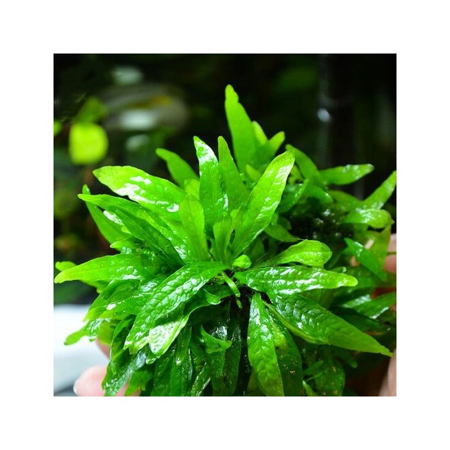 Microsorum Petite