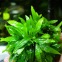 Microsorum Petite