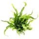 Microsorum Petite