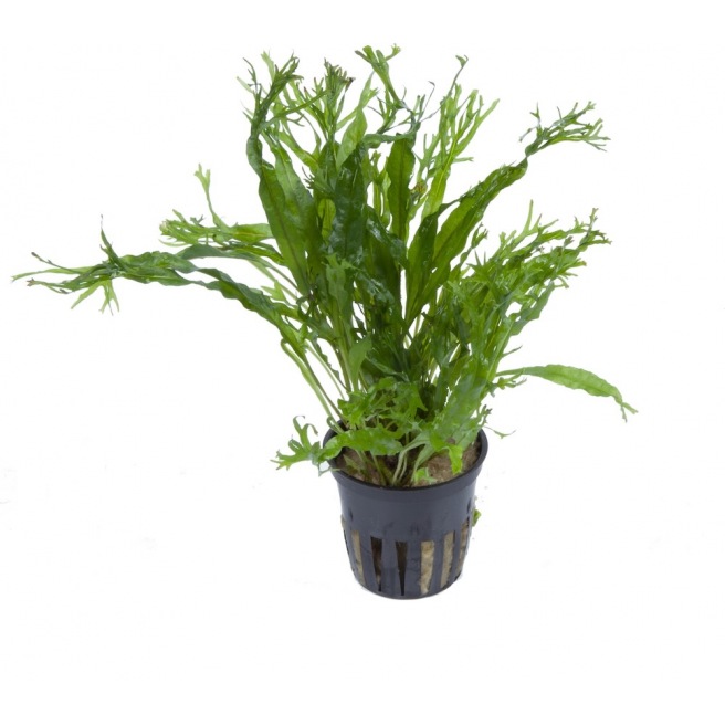 Microsorum Pteropus Windelov