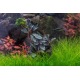 Bucephalandra Sp Red Bucephalandra Sp Red