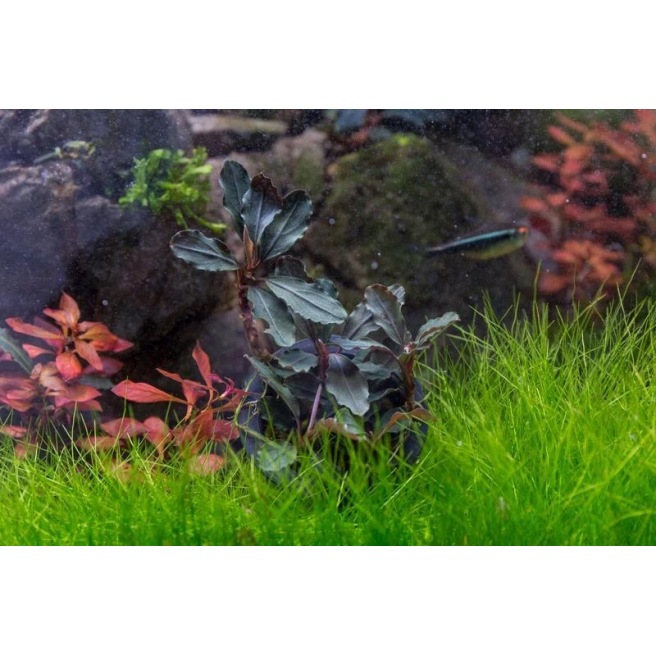 Bucephalandra Sp Red Bucephalandra Sp Red