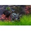 Bucephalandra Sp Red