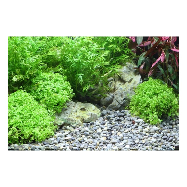 Dennerle Gravier River S