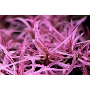 Hygrophila Lancea Chai