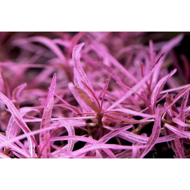 Hygrophila Lancea Chai
